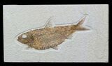 Knightia Alta Fossil Fish - Wyoming #57065-1
